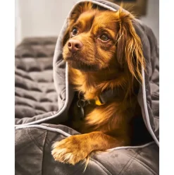 Manta Acolchada Para Mascotas Oxford, Tamanos Diferentes