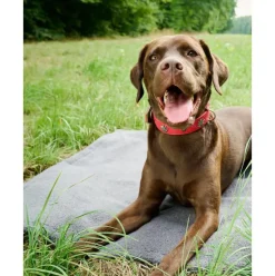 Manta Acolchada Para Mascotas Antideslizante Teddy, Tamanos Diferentes